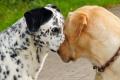 Kommunikation & Körpersprache unserer Hunde