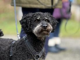 Auf den gemeinsamen Spaziergängen lernen 