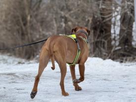 Mantrailing ist eine spannende Beschäftigungsmöglichkeit
