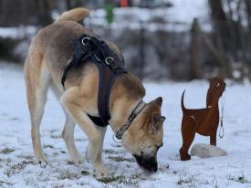 Trainingstreffen speziell für Hunde aus dem Ausland 