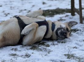 Trainingstreffen speziell für Hunde aus dem Ausland 