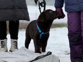 Welpentreffen genau das Richtige für Sie. Welpentreffen genau das Richtige für Sie.