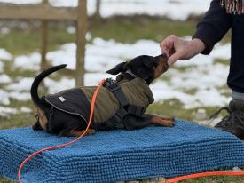 Welpentreffen genau das Richtige für Sie. Welpentreffen genau das Richtige für Sie.