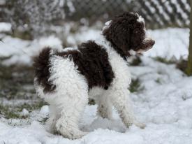 Welpentreffen genau das Richtige für Sie. Welpentreffen genau das Richtige für Sie.