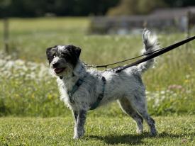 Trainingstreffen speziell für Hunde aus dem Ausland 