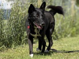Trainingstreffen speziell für Hunde aus dem Ausland 