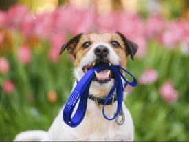 Kanton Zürich Obligatorium Kanton Zürich Obligatorium