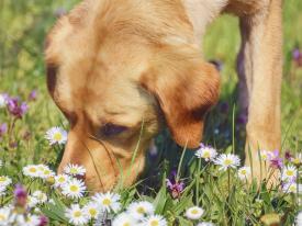 Schnüffelspiele entdecken