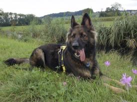 Unser Sonnenschein Velvet