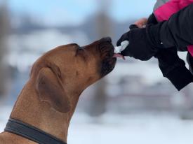 Mantrailing ist eine spannende Beschäftigungsmöglichkeit